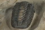 Very Nice Morocops Trilobite - Foum Zguid, Morocco #261845-5